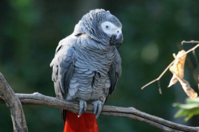 UN-backed treaty concludes summit with â€˜game changingâ€™ outcomes for wildlife protection