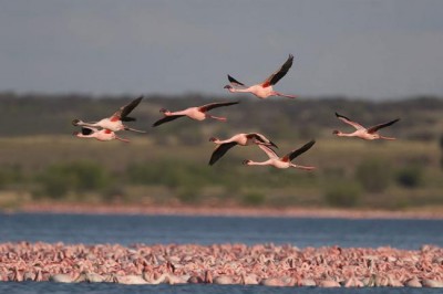Warning skies may 'fall silent,' UN calls for end to illegal poaching and trade of migratory birds