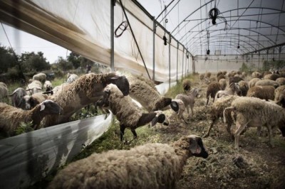 UN agricultural agency launches programme to eradicate deadly goat disease