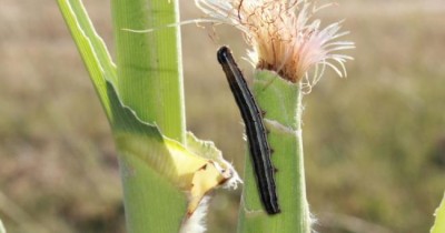 New UN-supported farming app is cream of crop in tackling Sahel pest