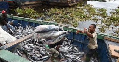New UN agriculture agency report underscores value of fishing in fight against global hunger