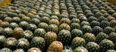 A bio-based, reuse economy can feed the world and save the planet â€“ UN agency