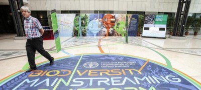 Promoting biodiversity across all agricultural sectors â€˜fundamentalâ€™ â€” FAO chief