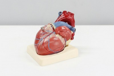 Your liver may be predicting a deadly heart attack risk, scientists warn