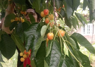 Jammu and Kashmir's premium cherries, plums reach Singapore for the first time