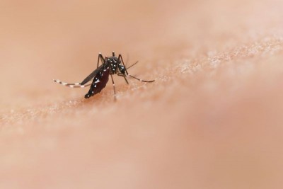 India approves first-ever dengue vaccine Qdenga: Who can get it and how it works