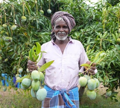 India exports Karnataka's Neelam, Totapuri mangoes to Maldives for first time. Here's why it matters