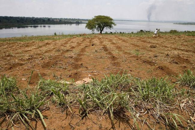 New open-access database aims to get water-scarce countries 'more crop per drop' - UN agency