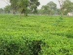 Tea production registers a 18.74% increase in September