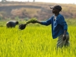 Overall global food prices steady in February- UN
