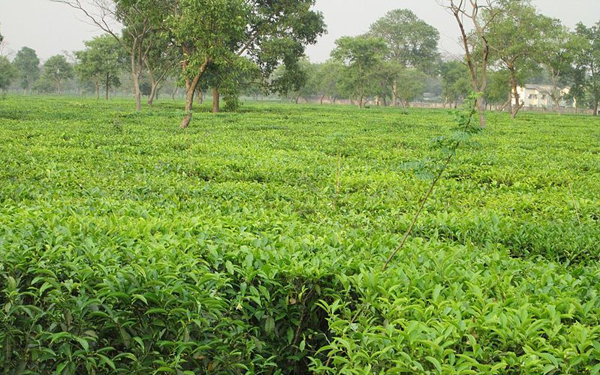 India records highest ever tea production in 2015-16; exports surpass 230 million kgs after a long gap of 35 years 