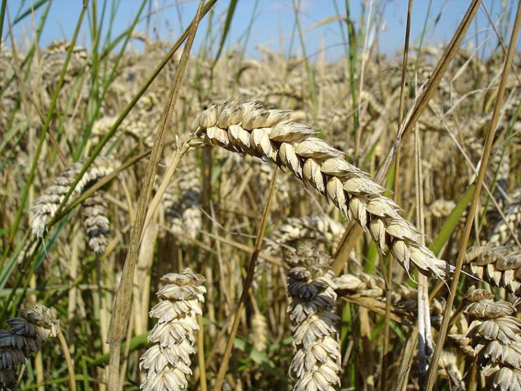 Punjab expecting record wheat production