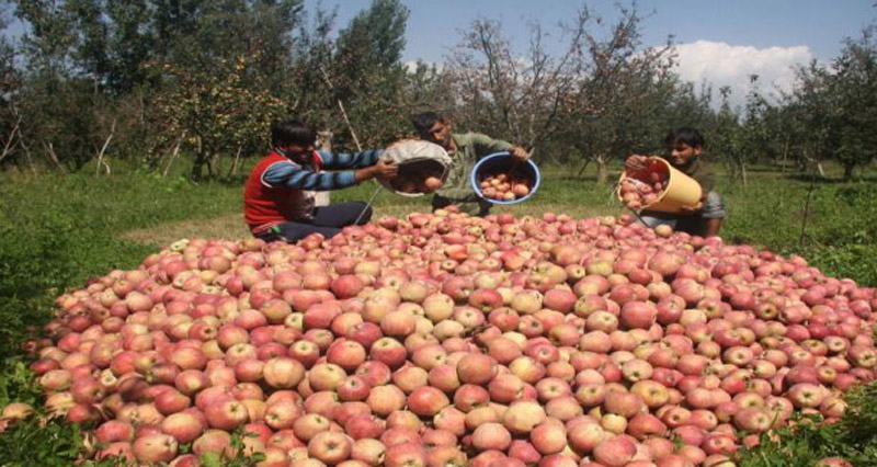 Jammu and Kashmir: Govt to procure 12 lakh MT of apple crop this year under MIS