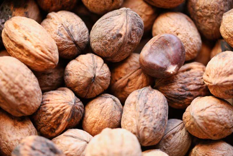 Jammu and Kashmir: Farmers in Rajouri engage in walnut farming on a large scale