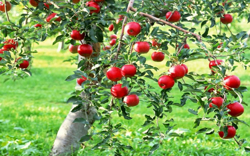 Indian government's PMDP scheme is helping progressive apple growers in J-K’s Anantnag