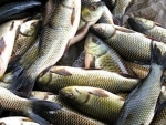 Jammu and Kashmir:Fisheries department makes fish available for Maha Shivratri