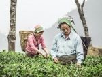 Ambuja Cement Foundation and Trustea join hands to boost sustainable tea production