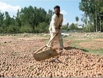 First consignment of 2,000 kgs Kashmir walnuts dispatched
