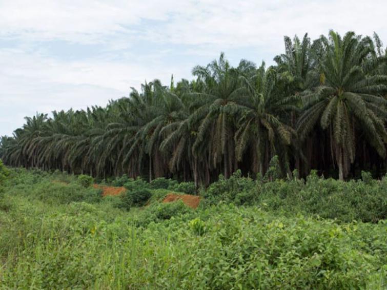 Union Cabinet approves National Mission on Edible Oils to reduce palm oil imports