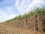 Centre approves FRP of Rs 305 per quintal for sugarcane for 2022-23 season