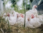 Poultry industry revenue to grow: ICRA