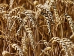 India's wheat output to slide by 3 pc to 106.41 million tonnes in 2021-22