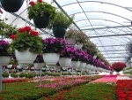Commercial Floriculture is now emerging as new form of employment across Jammu and Kashmir