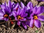 Scientists revolutionising saffron cultivation in Jammu and Kashmir