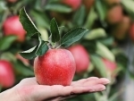 Jammu and Kashmir: Farmers busy harvesting apple in Bakura
