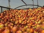 Jammu and Kashmir: Apple growers expecting bumper harvest this year