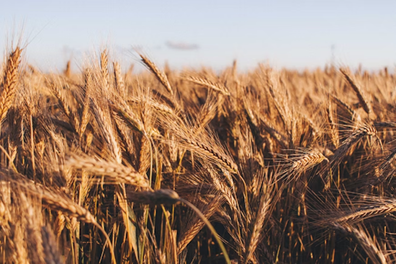 Is Turkey's Rubella virus claim to reject Indian wheat a ploy to control global wheat supply?