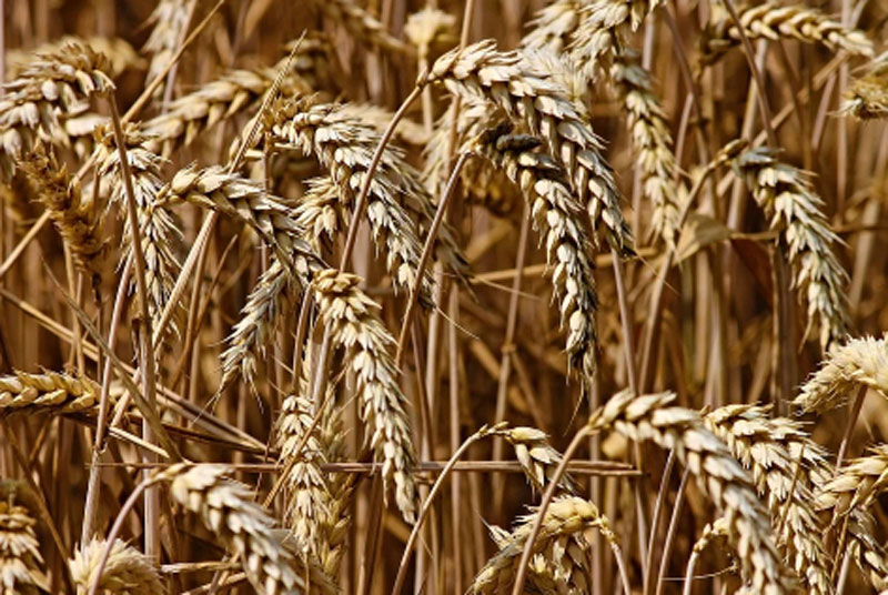 Enough wheat to feed people; no plan to import: Govt