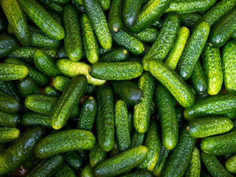 India emerges as largest exporter of cucumber and gherkins: Govt