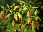 Manipur: State Minister flags off 7.5 tonnes of 'Bird’s Eye Chilli' to USA