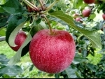 India bans apple imports except from Bhutan