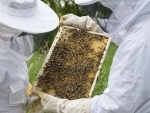 Jammu and Kashmir: UT witnessing beekeeping promotion project