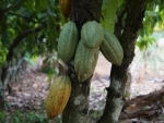 World's top cocoa producer Ivory Coast targets Indian market to reduce dependence on Europe: Report