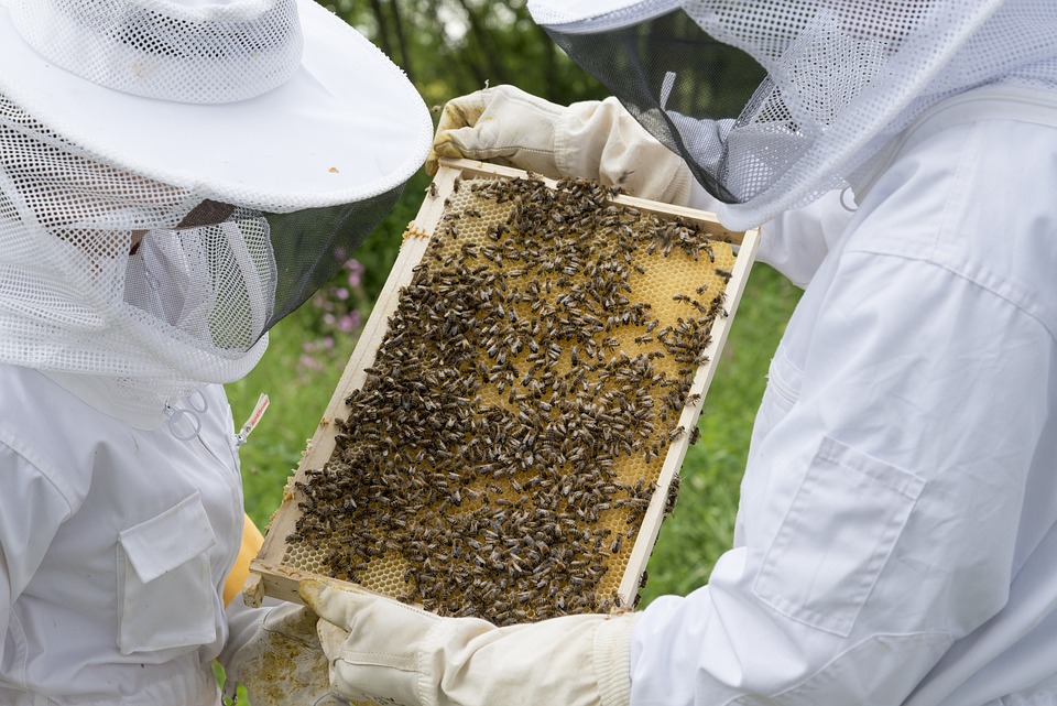 Jammu and Kashmir: UT witnessing beekeeping promotion project