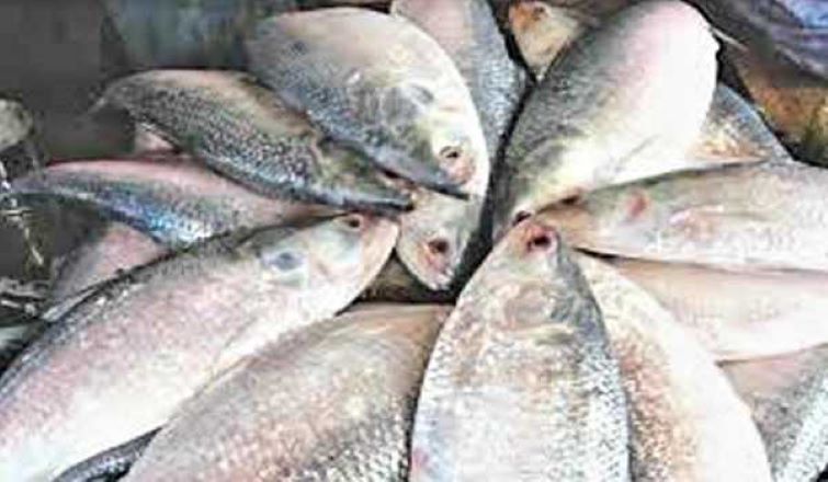Tripura traders get sanction to import 150 MT Hilsa this season from Bangladesh