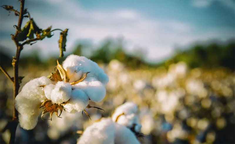 Centre approves Quality Control Order for mandatory certification of cotton bales