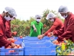 APEDA facilitates India’s first commercial trial shipment of Sangola pomegranates to the US via sea