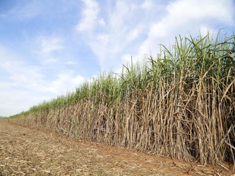 Union Cabinet approves increase in FRP for sugarcane to Rs 340/qtl