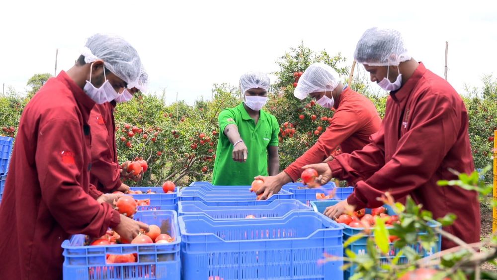 APEDA facilitates India’s first commercial trial shipment of Sangola pomegranates to the US via sea