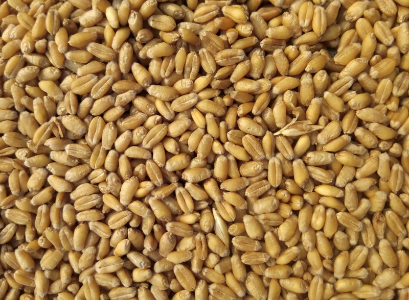 Govt makes declaration of wheat stock position mandatory
