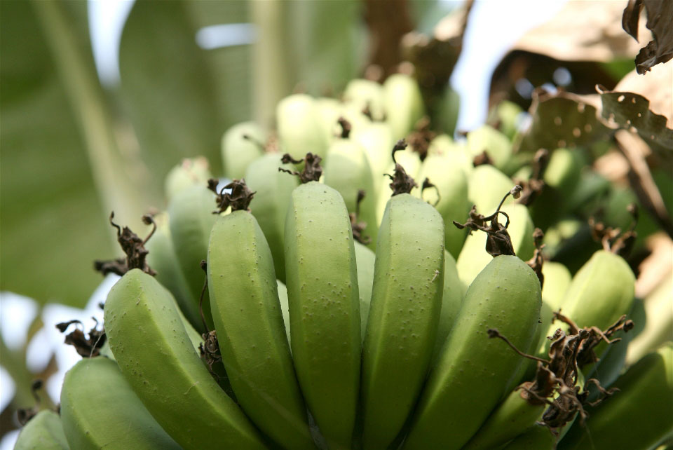 UN urges action against banana disease