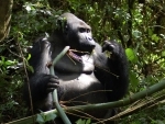 DR Congo: UN envoy urges increased efforts to protect biodiversity of Garamba Park