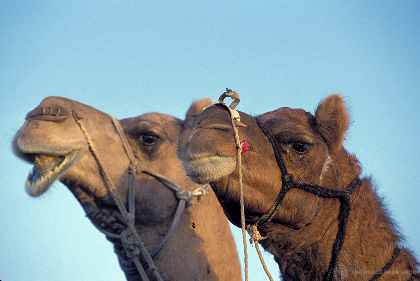 UN urges research on animals in spreading MERS virus
