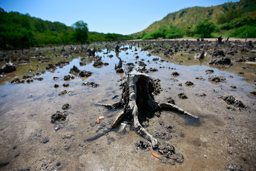 New UN report warns of 'devastating' effects from ongoing destruction of mangrove forests