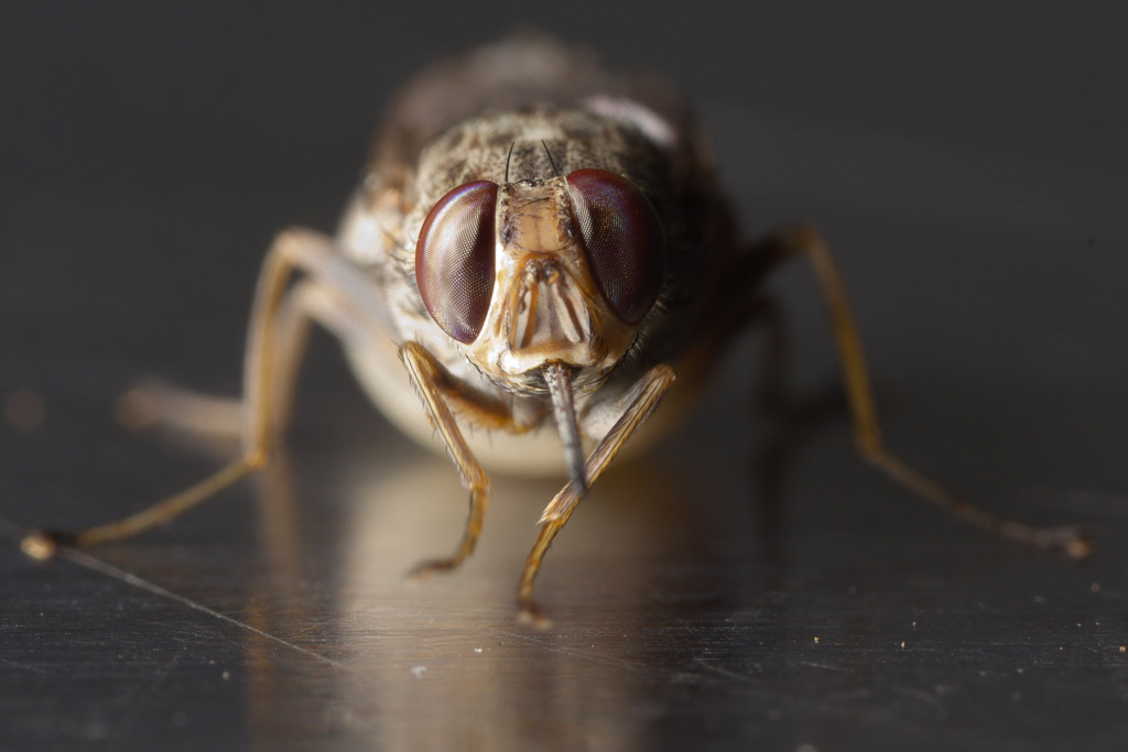 Scientists in UN-backed initiative decode tsetse fly genome