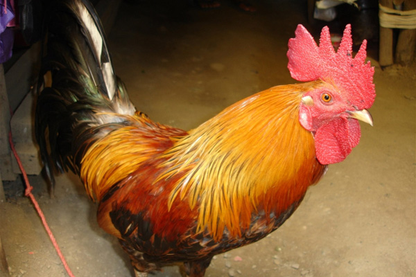 Newly-detected bird flu in Southeast Asia poses threat to animal health, people's livelihoods